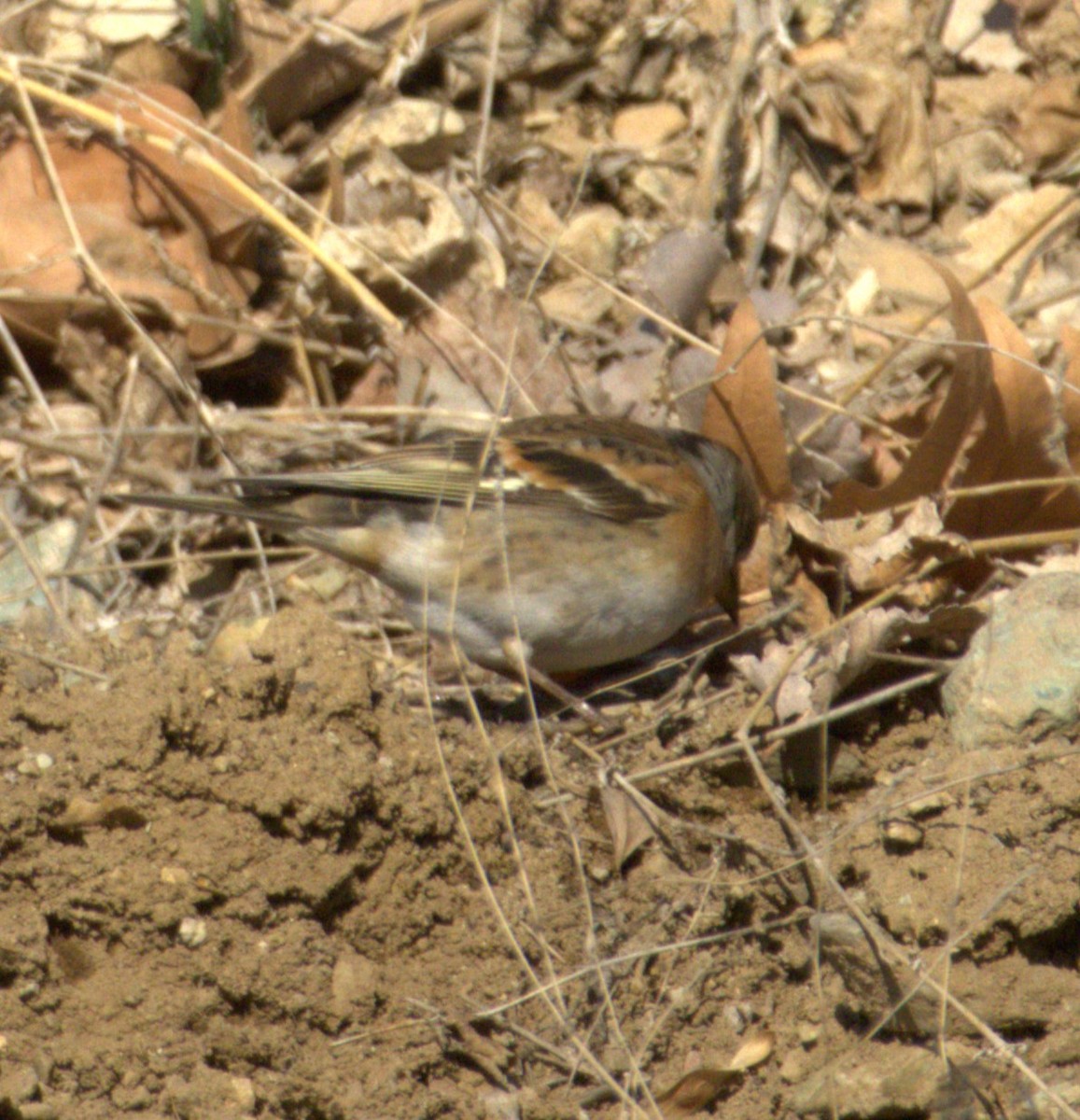 Brambling - ML631647357