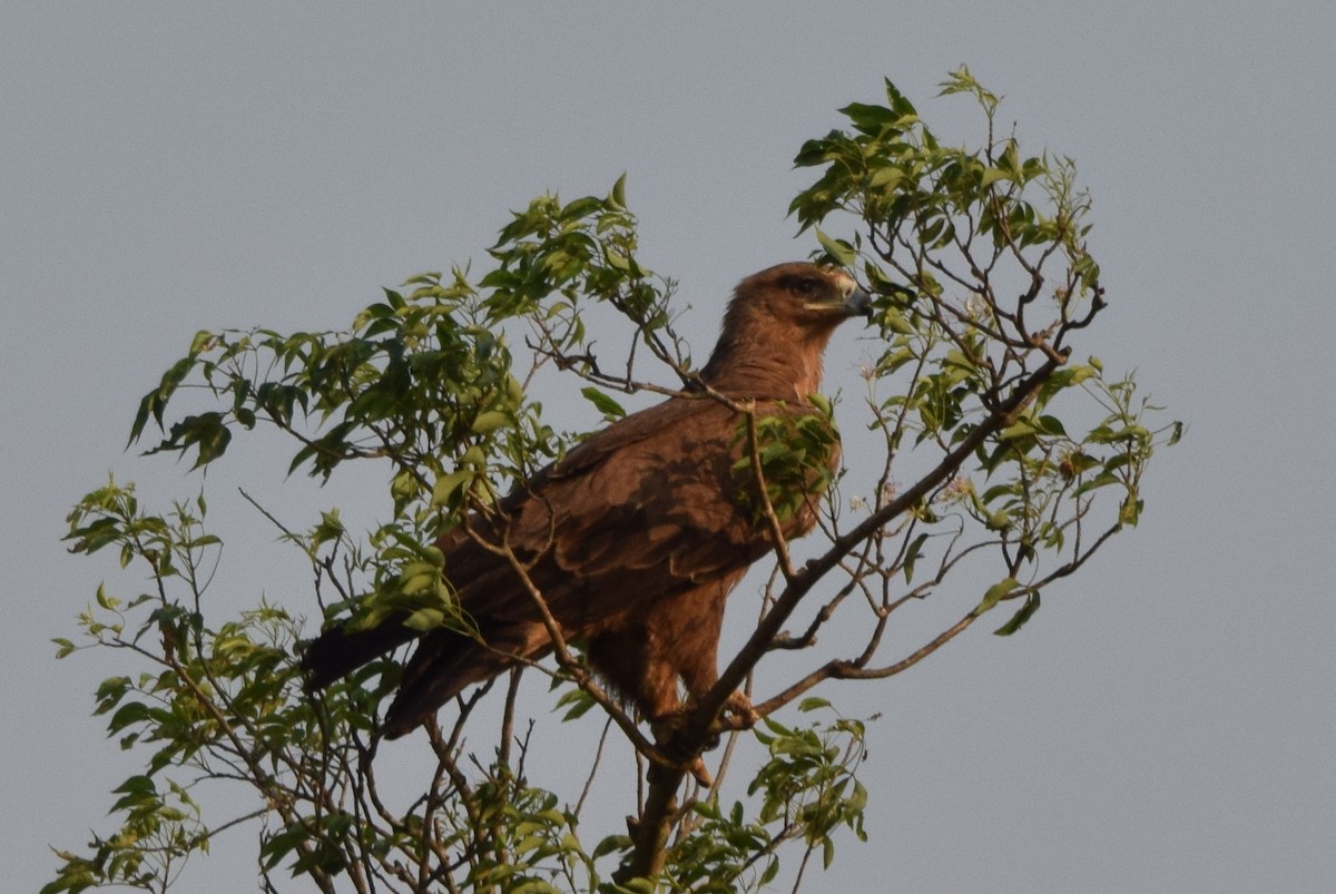 Aquila rapace - ML631647435