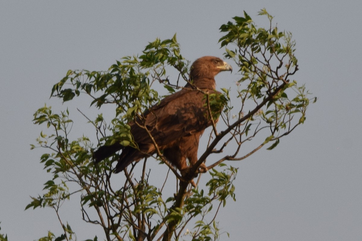 Aquila rapace - ML631647436
