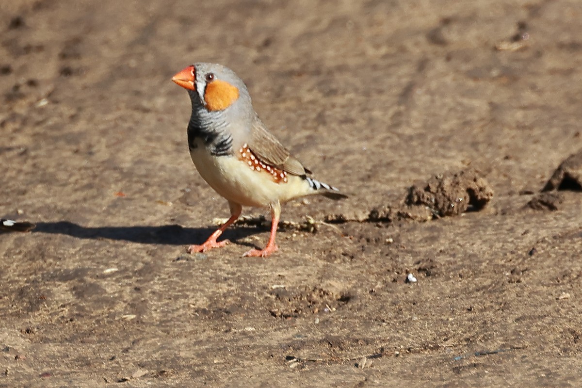 Zebra Finch - ML631647466