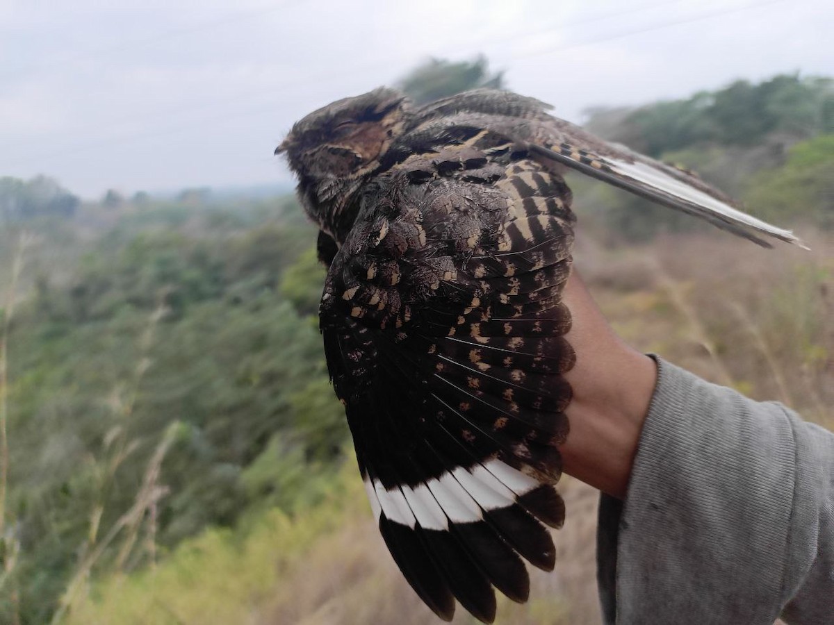 nightjar sp. - ML631647557