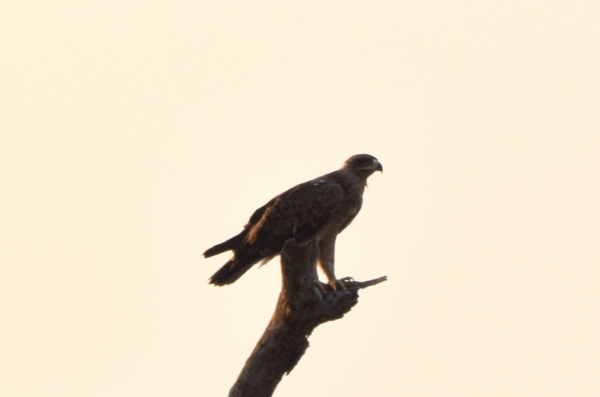 Aquila rapace - ML631647612