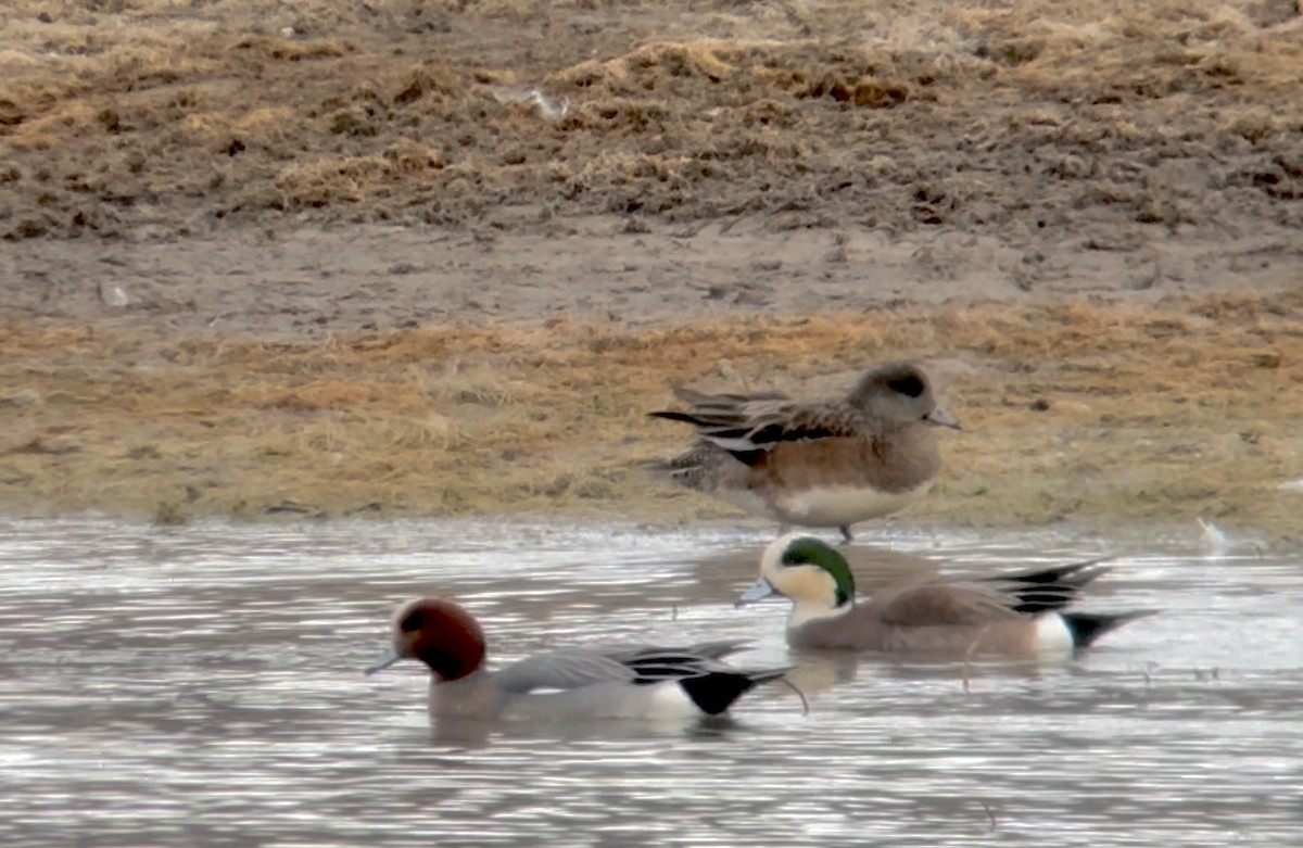 Eurasian Wigeon - ML631647732