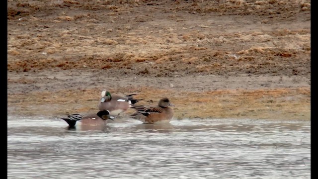 Eurasian Wigeon - ML631647772