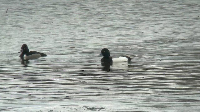 Greater Scaup - ML631647795