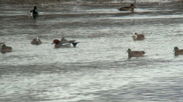 American Wigeon - ML631647817