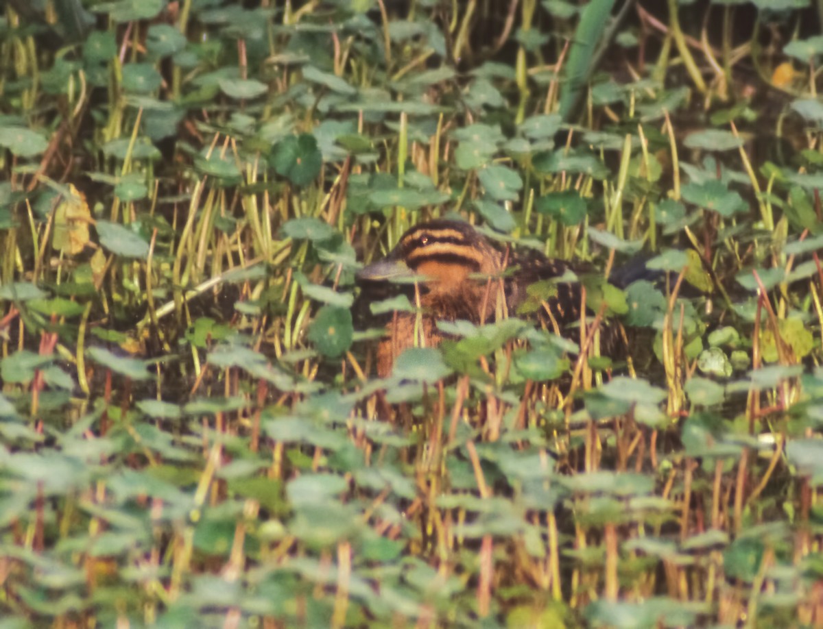 Masked Duck - ML631647920