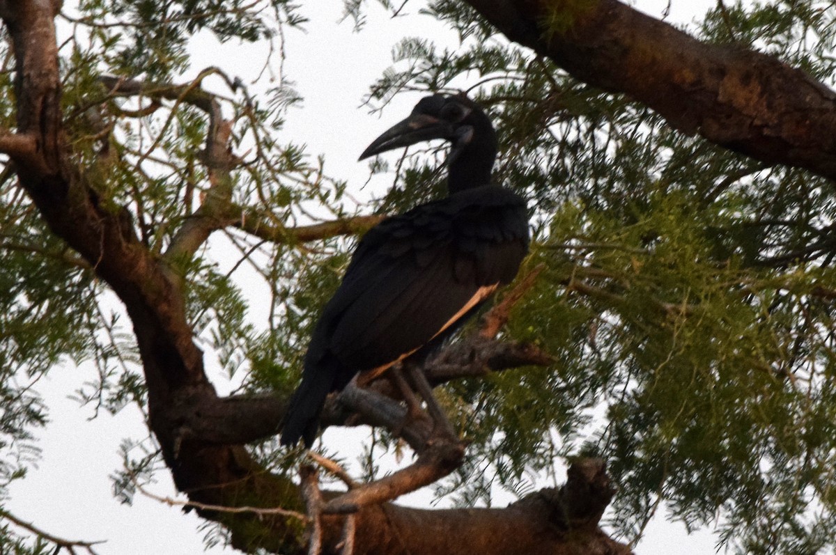 Abyssinian Ground-Hornbill - ML631647926