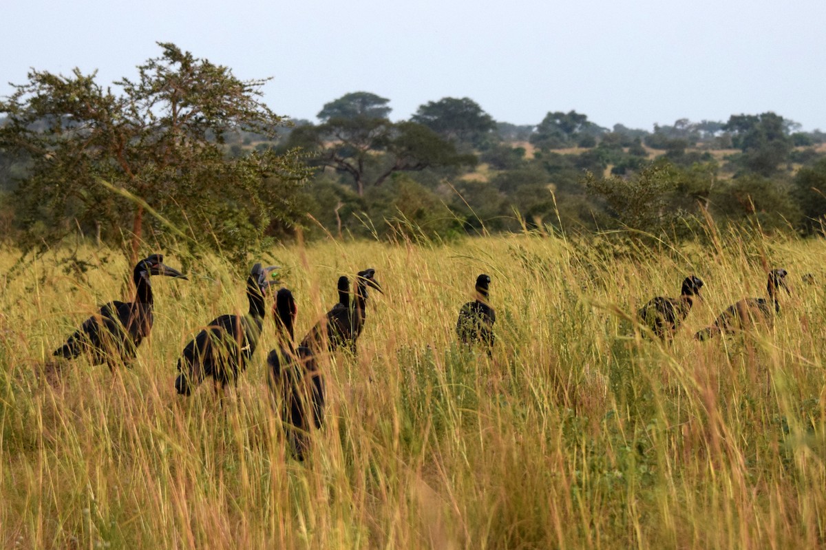 Abyssinian Ground-Hornbill - ML631647927