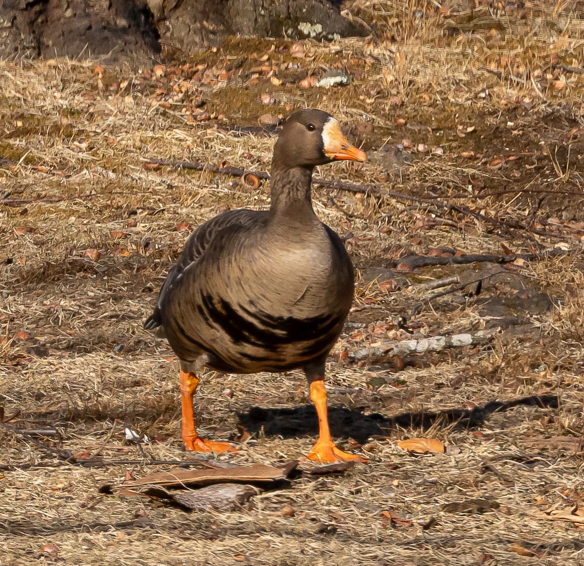 Белолобый гусь (flavirostris) - ML631647928