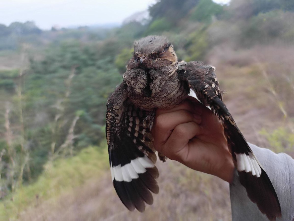 nightjar sp. - ML631647987