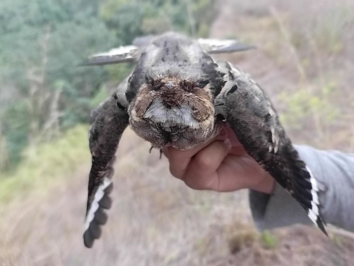 nightjar sp. - ML631647988