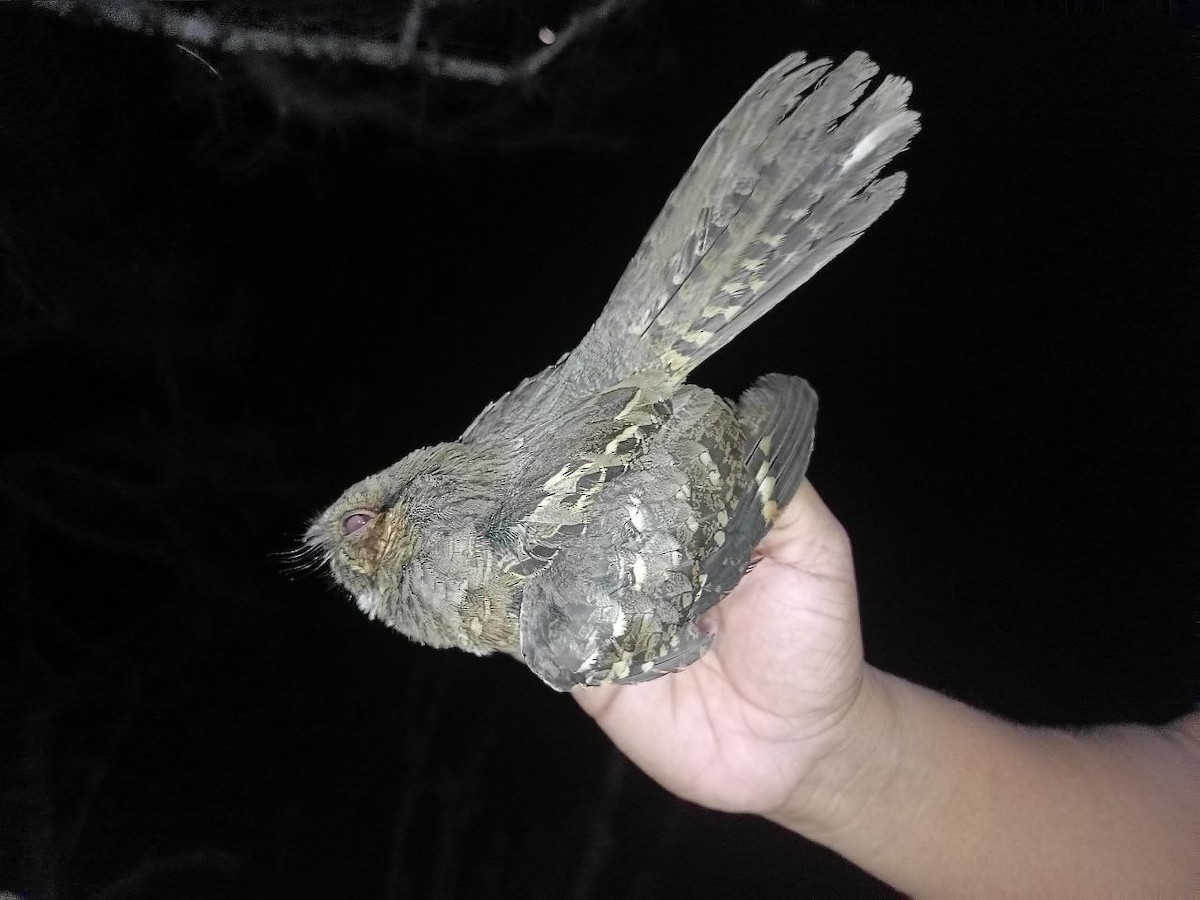 nightjar sp. - ML631647989