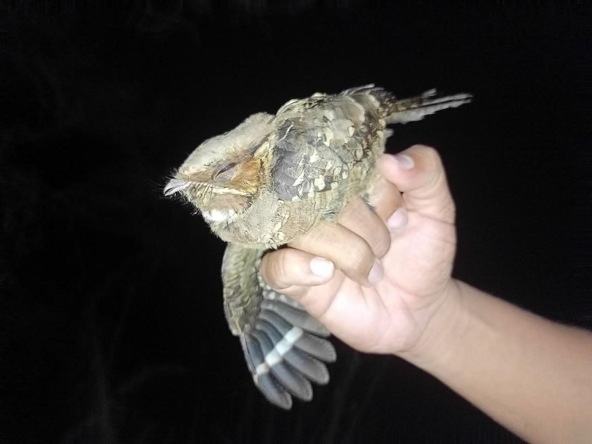 nightjar sp. - ML631647990