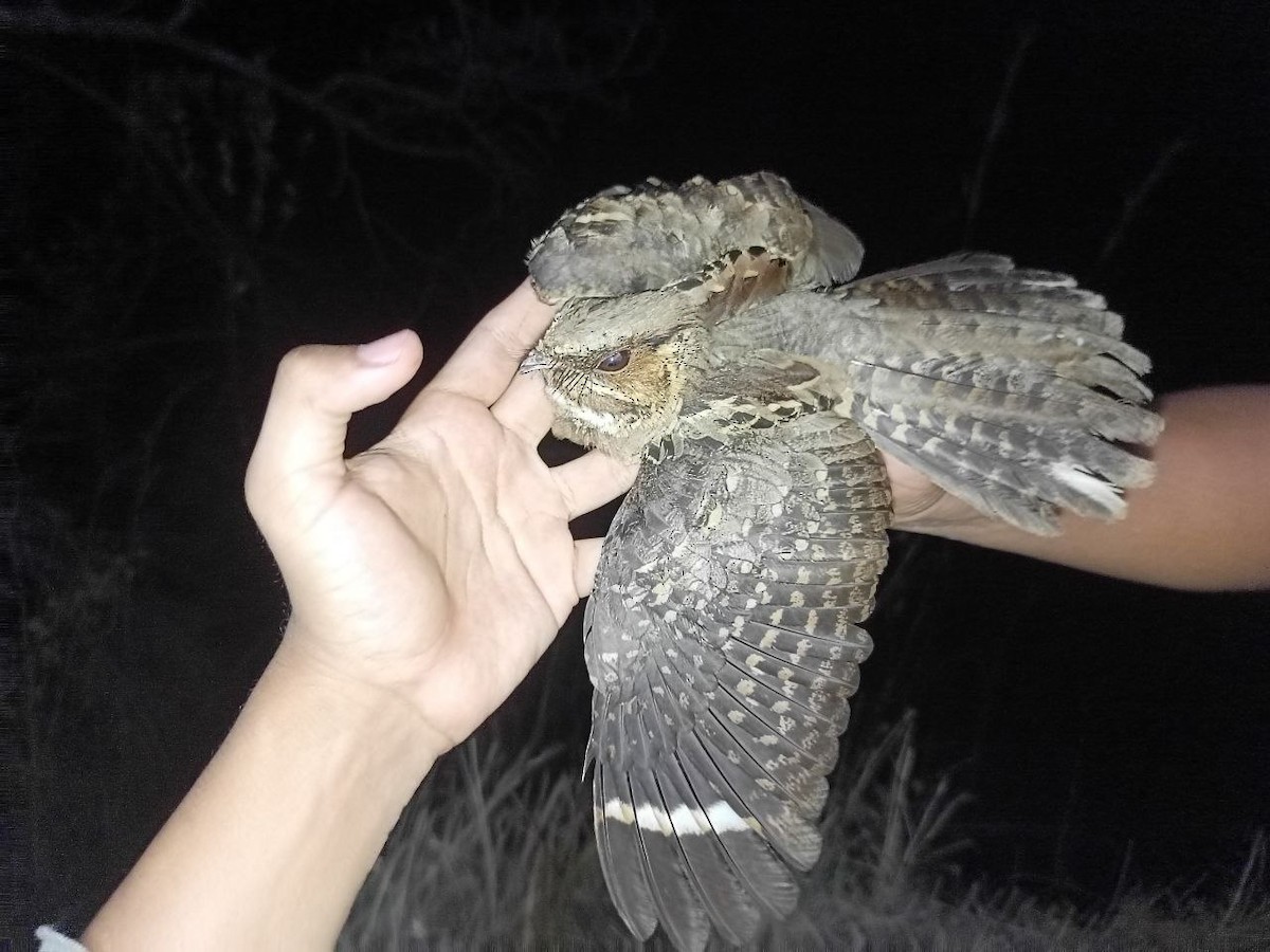 nightjar sp. - ML631648006