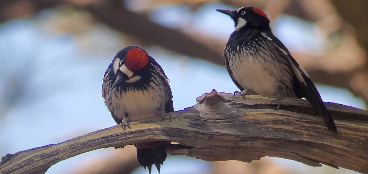 Acorn Woodpecker - ML631648065