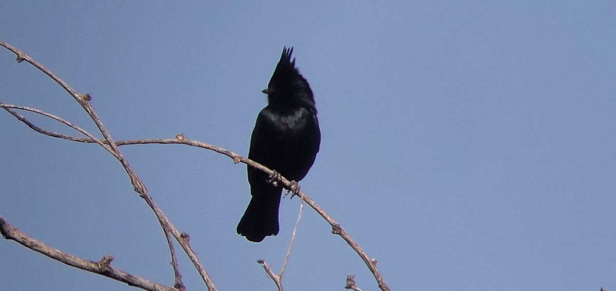 Phainopepla - ML631648135