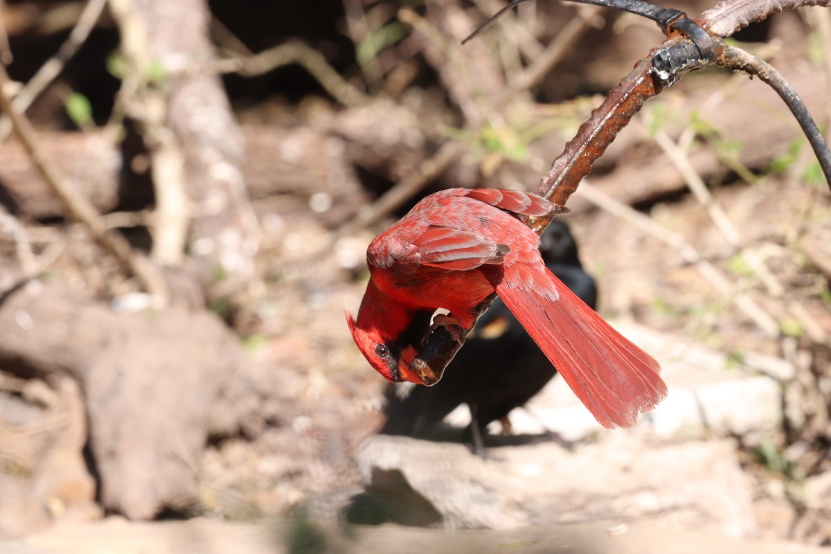 Northern Cardinal - ML631648512