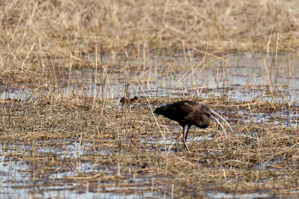 White-faced Ibis - ML631648526