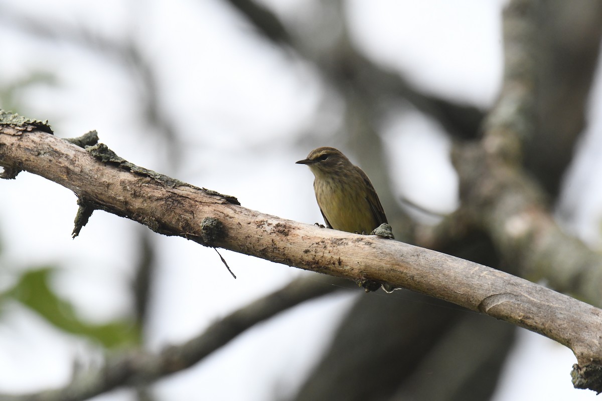 Reinita Palmera (palmarum) - ML631648560