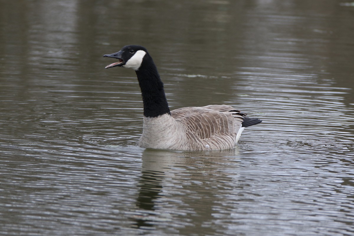 Canada Goose - Joe Baldwin