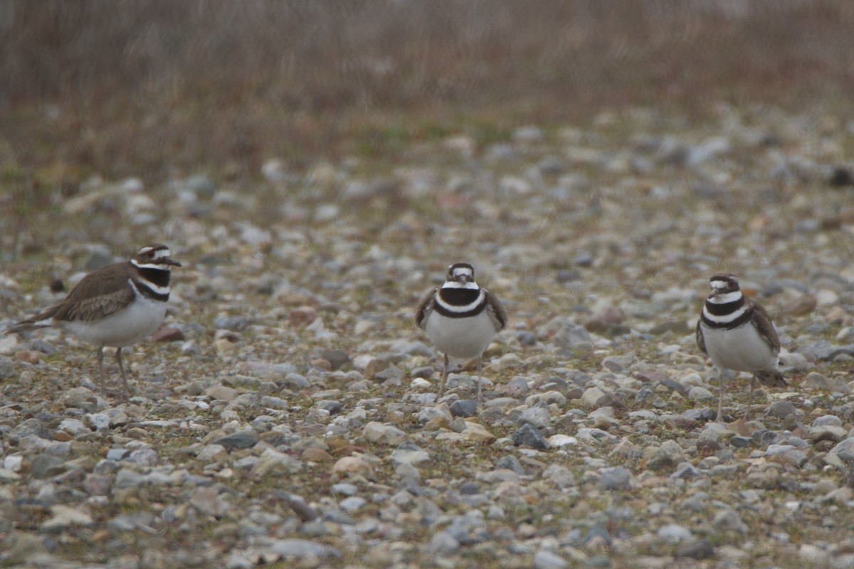 Killdeer - Joe Baldwin