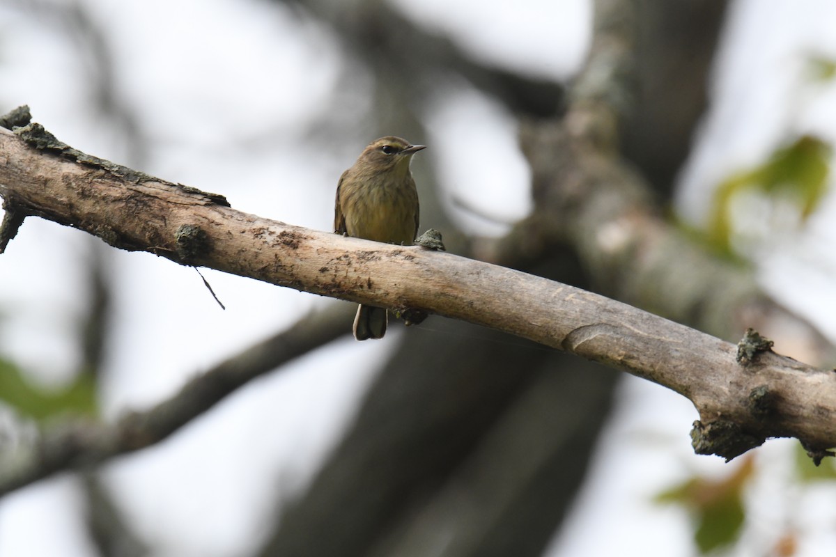 Reinita Palmera (palmarum) - ML631648603
