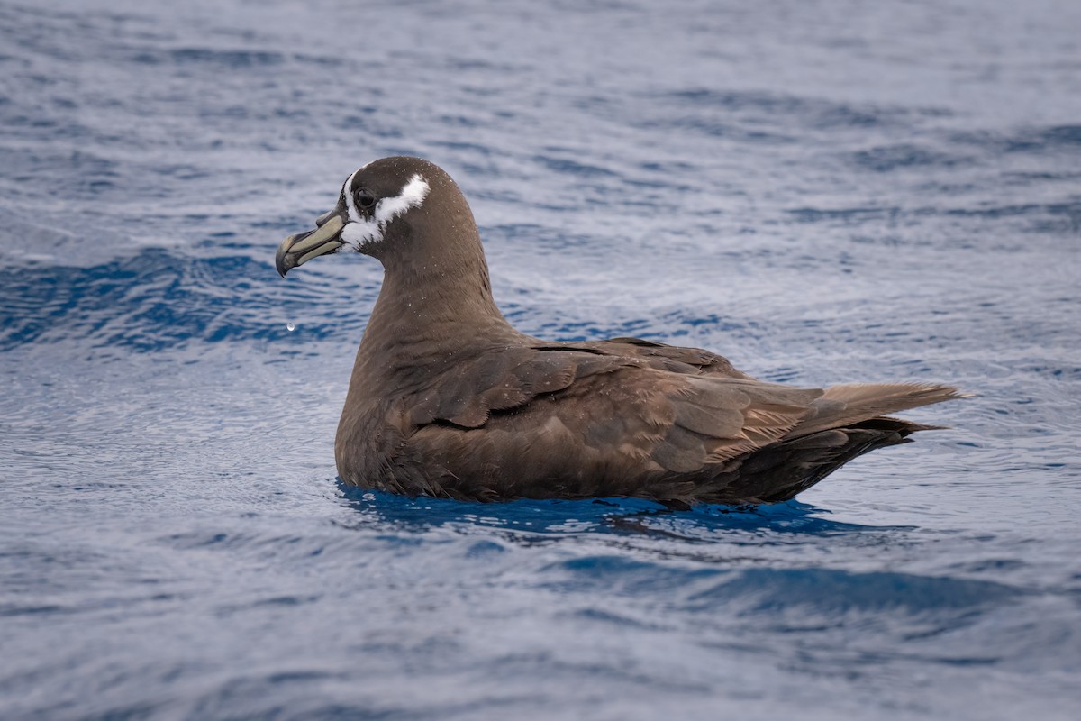 Spectacled Petrel - ML631648625