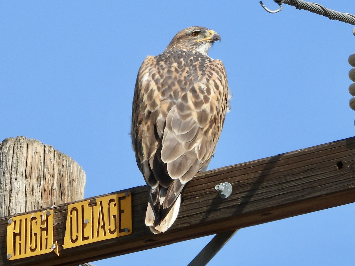 Buse rouilleuse - ML631648637