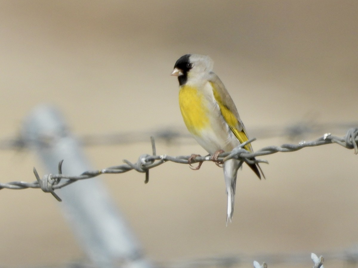 Chardonneret gris - ML631648644