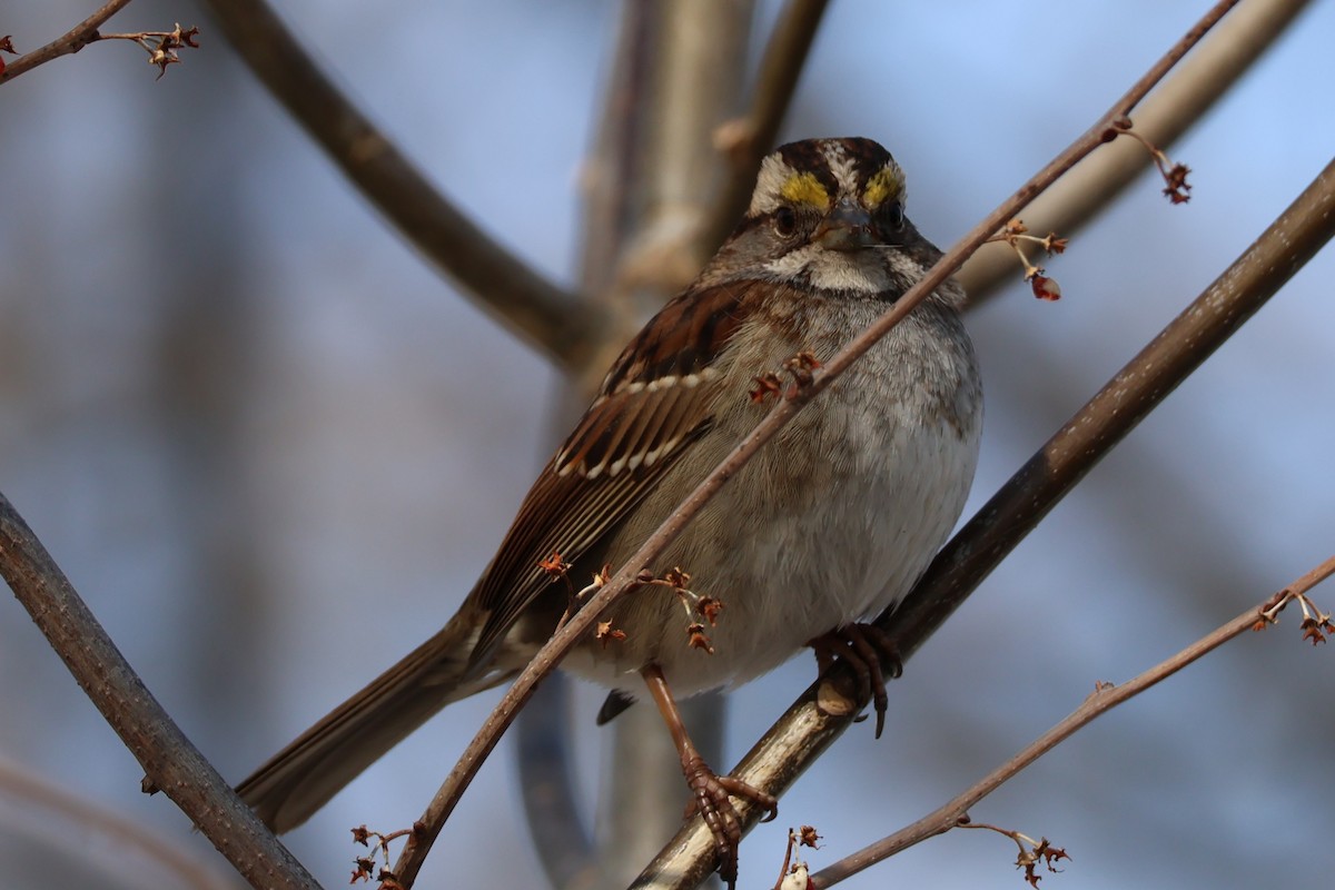 White-throated Sparrow - ML631648987