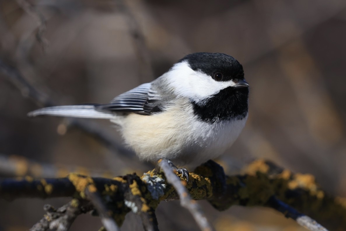 Black-capped Chickadee - ML631649121