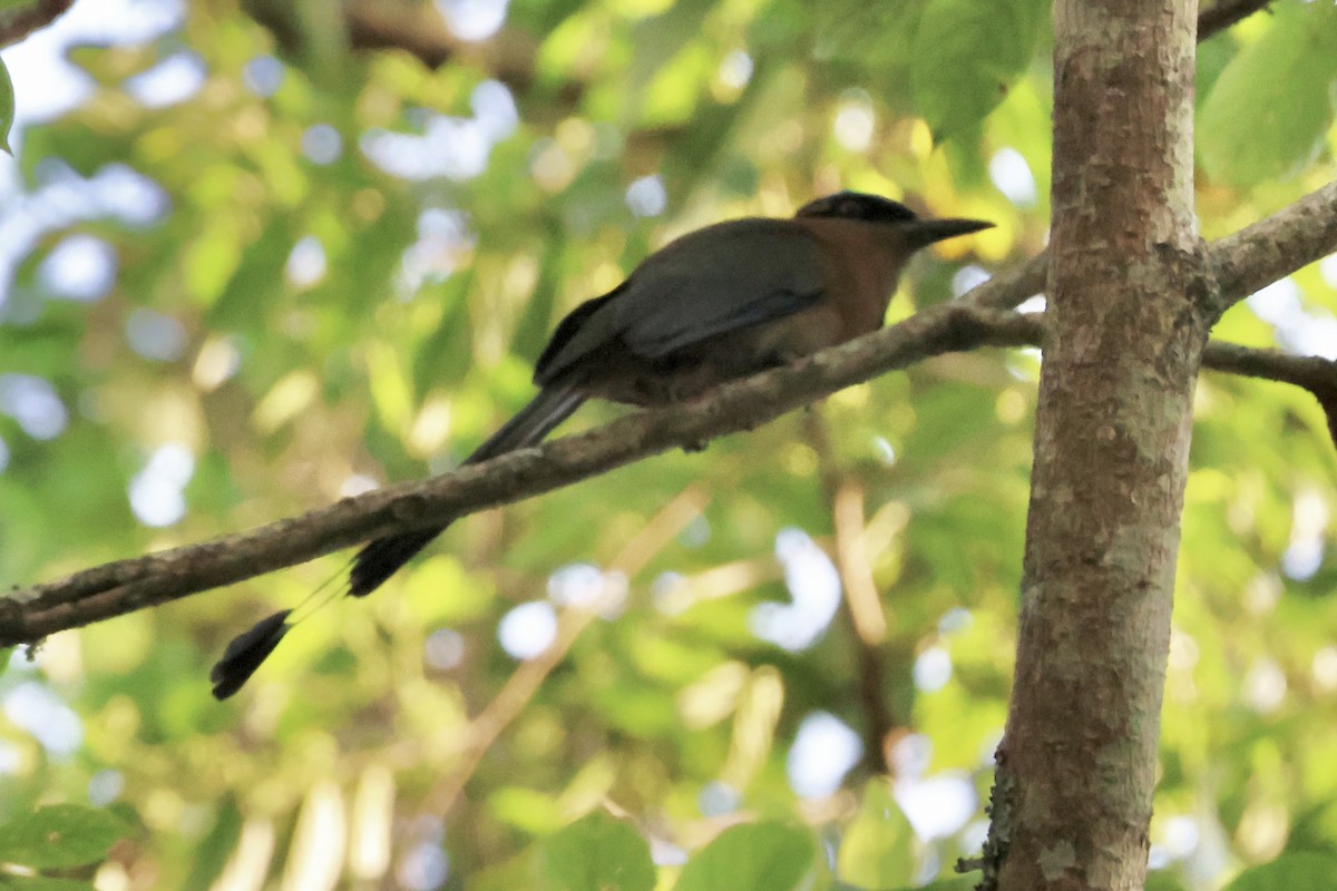 Blue-capped Motmot - ML631649142