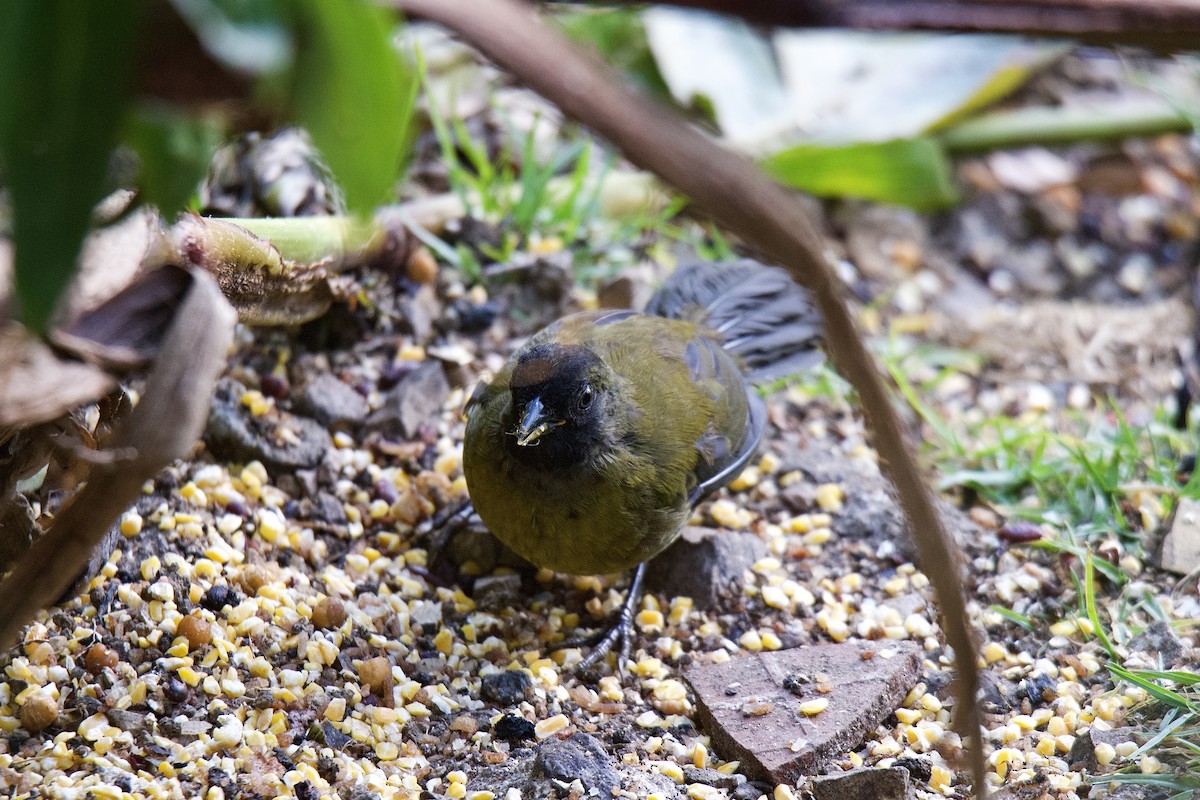 Large-footed Finch - ML631649144