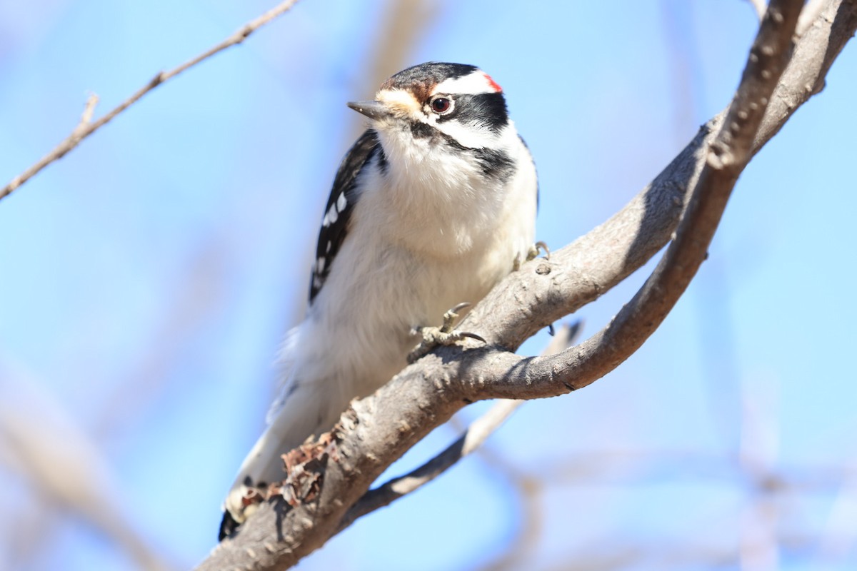 Downy Woodpecker - ML631649150
