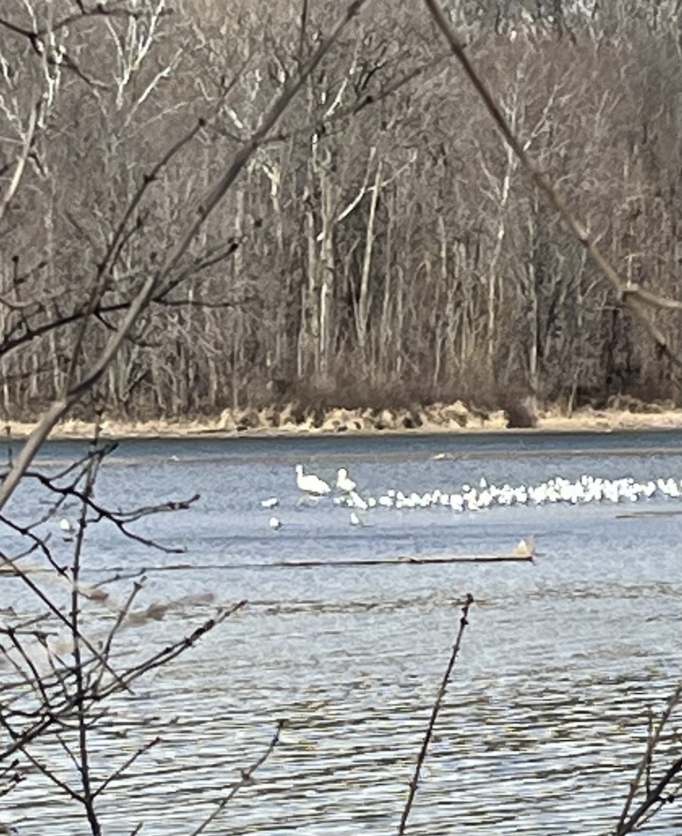 pelikán severoamerický - ML631649251