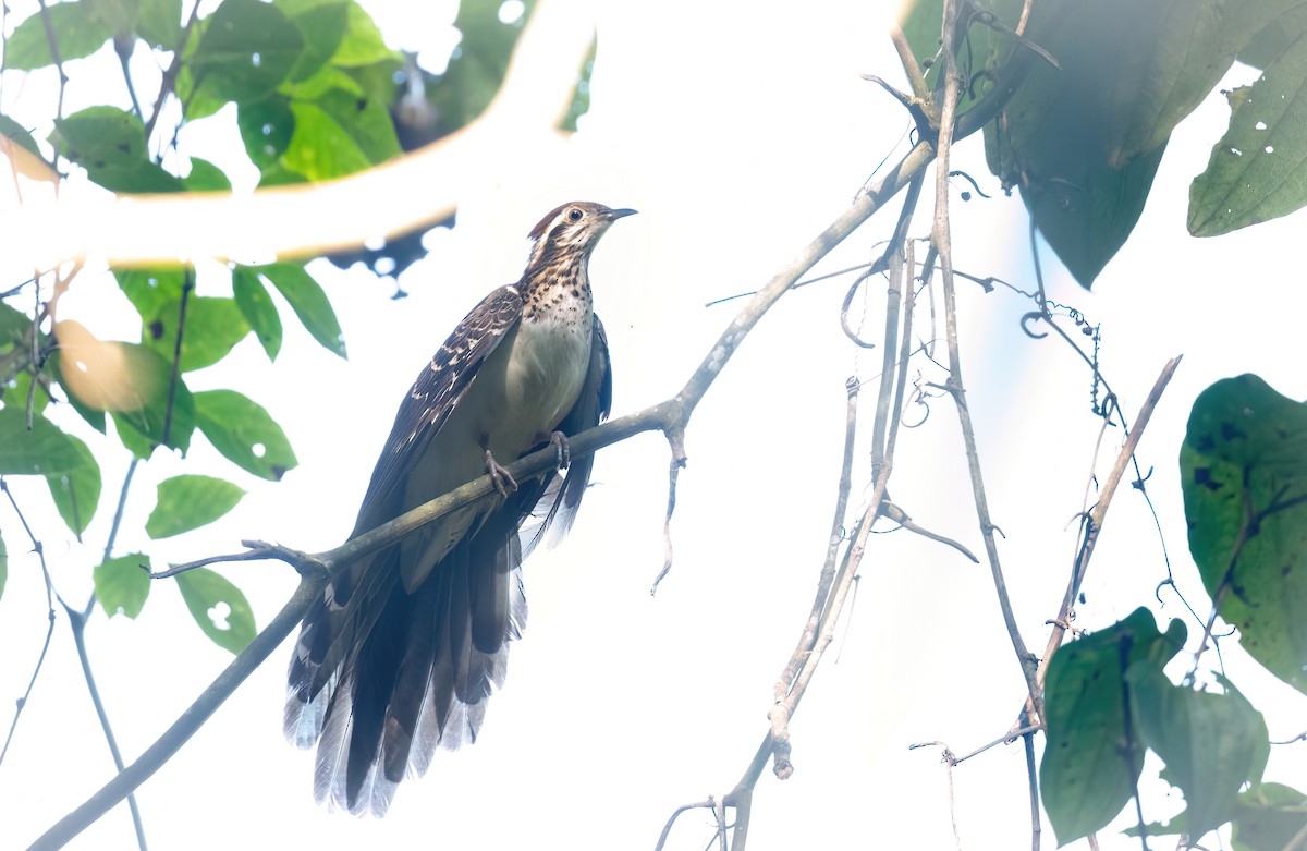 Pheasant Cuckoo - ML631649293