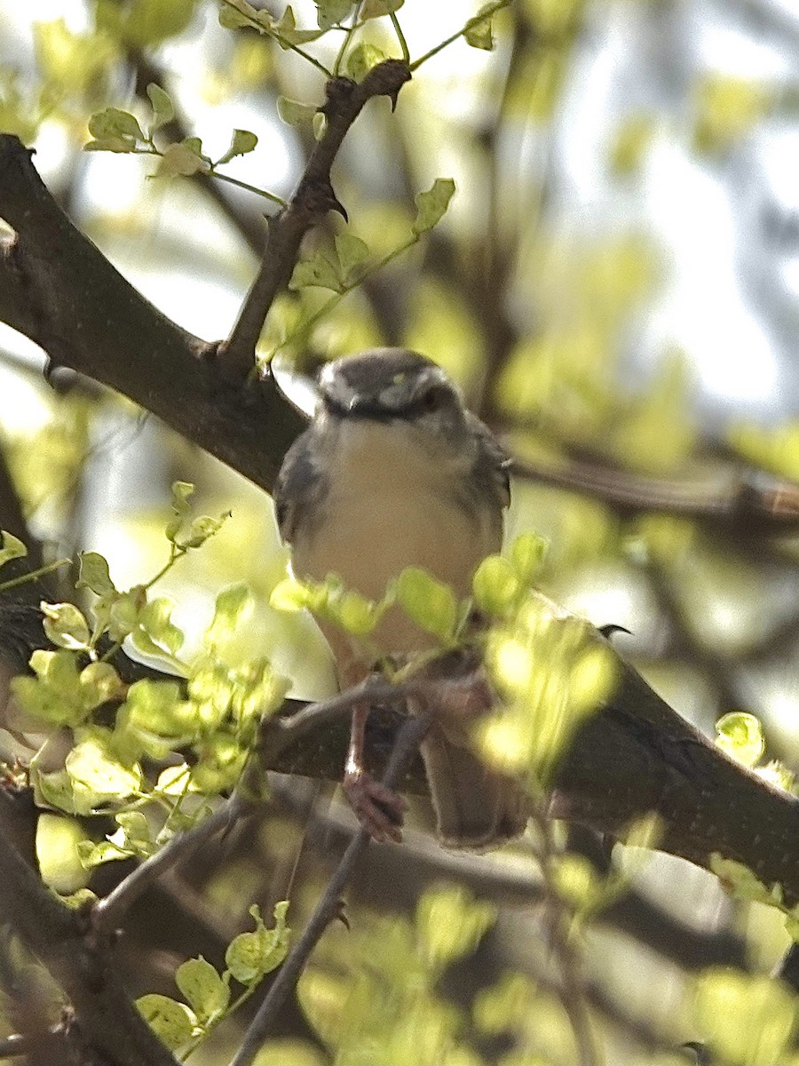 Pale Prinia - ML631649297