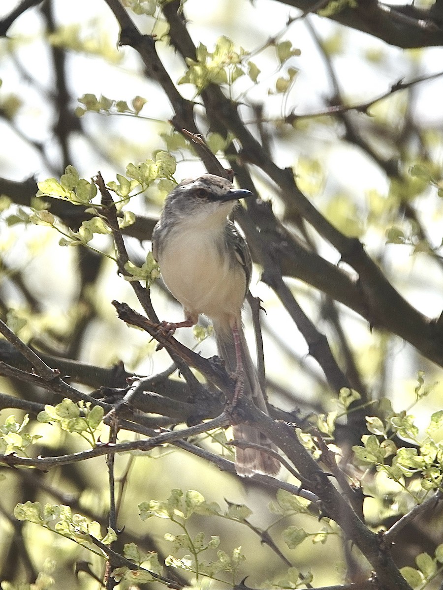 Pale Prinia - ML631649298