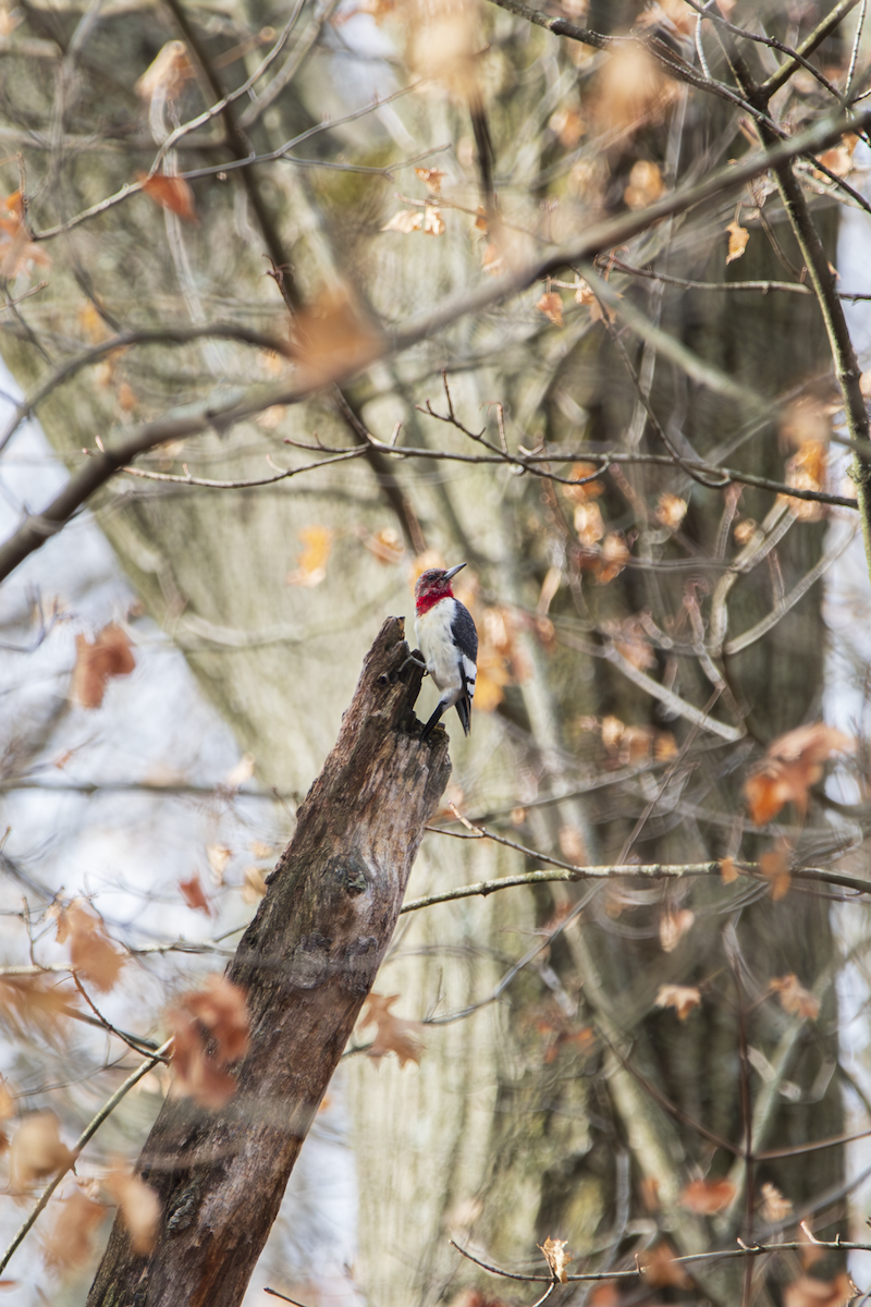 Red-headed Woodpecker - ML631649426