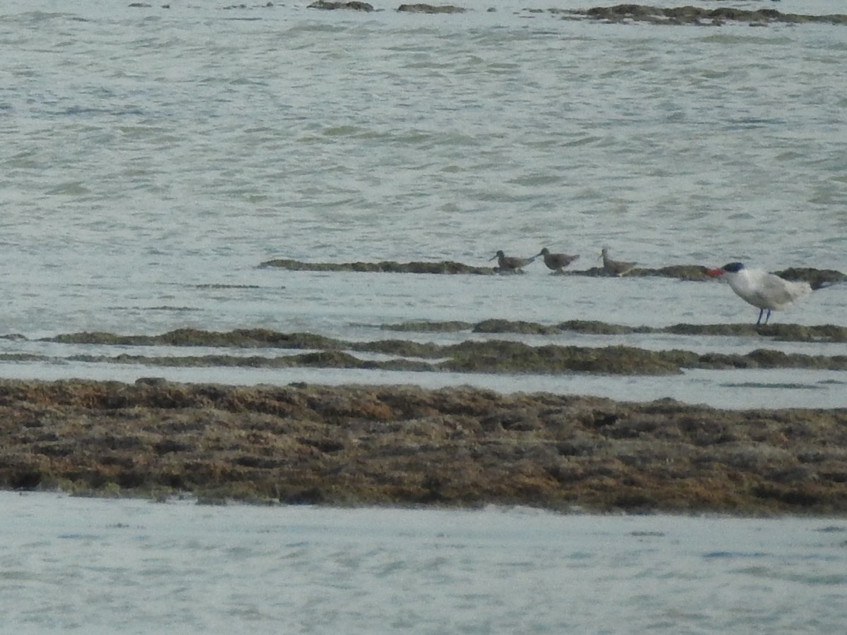 Short-billed Dowitcher - ML631649454
