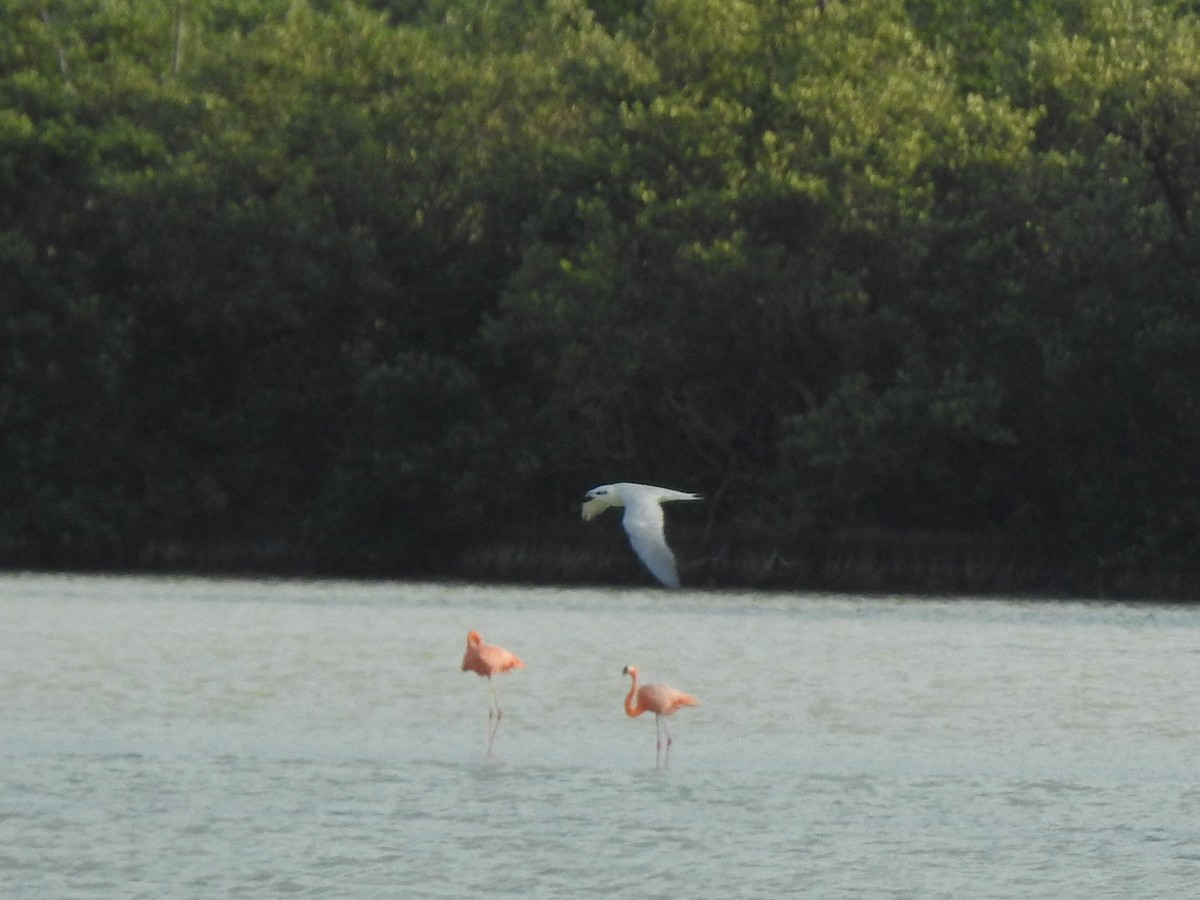 Gull-billed Tern - ML631649466
