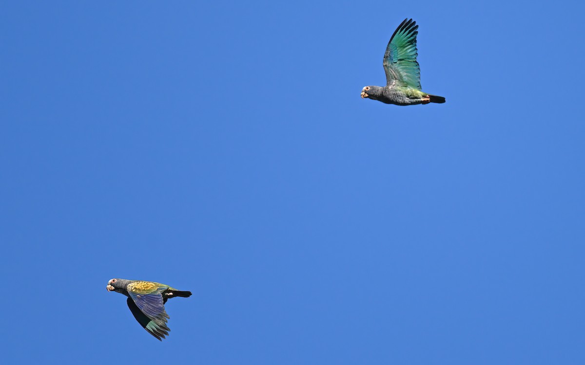 White-crowned Parrot - ML631649479
