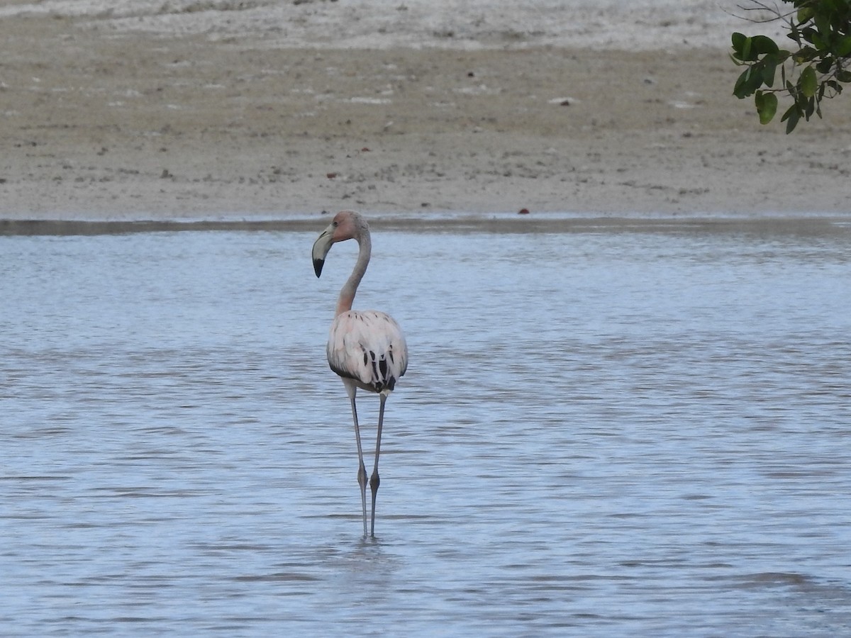 American Flamingo - ML631649552