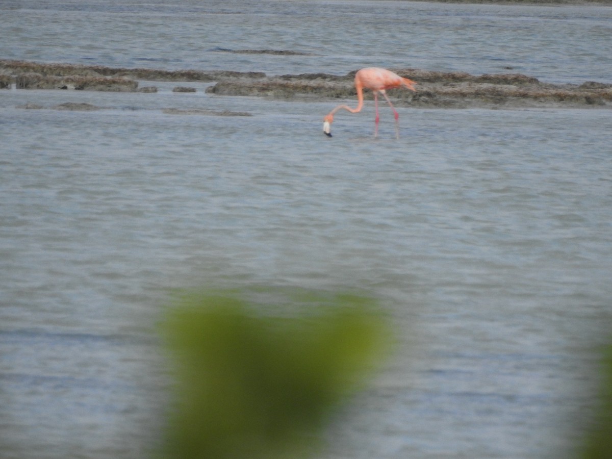 American Flamingo - ML631649572