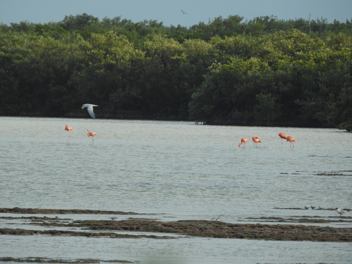 American Flamingo - ML631649598