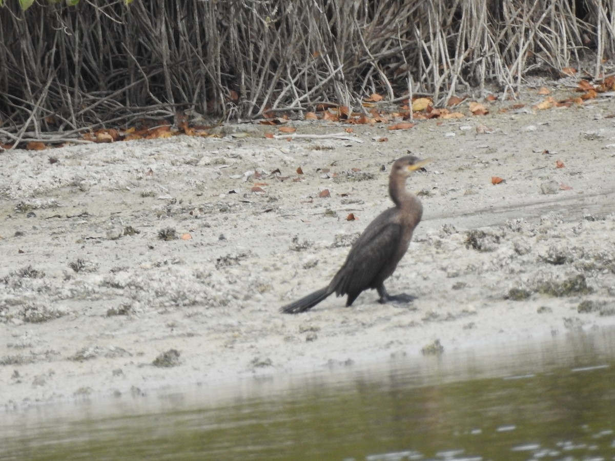 Neotropic Cormorant - ML631649615