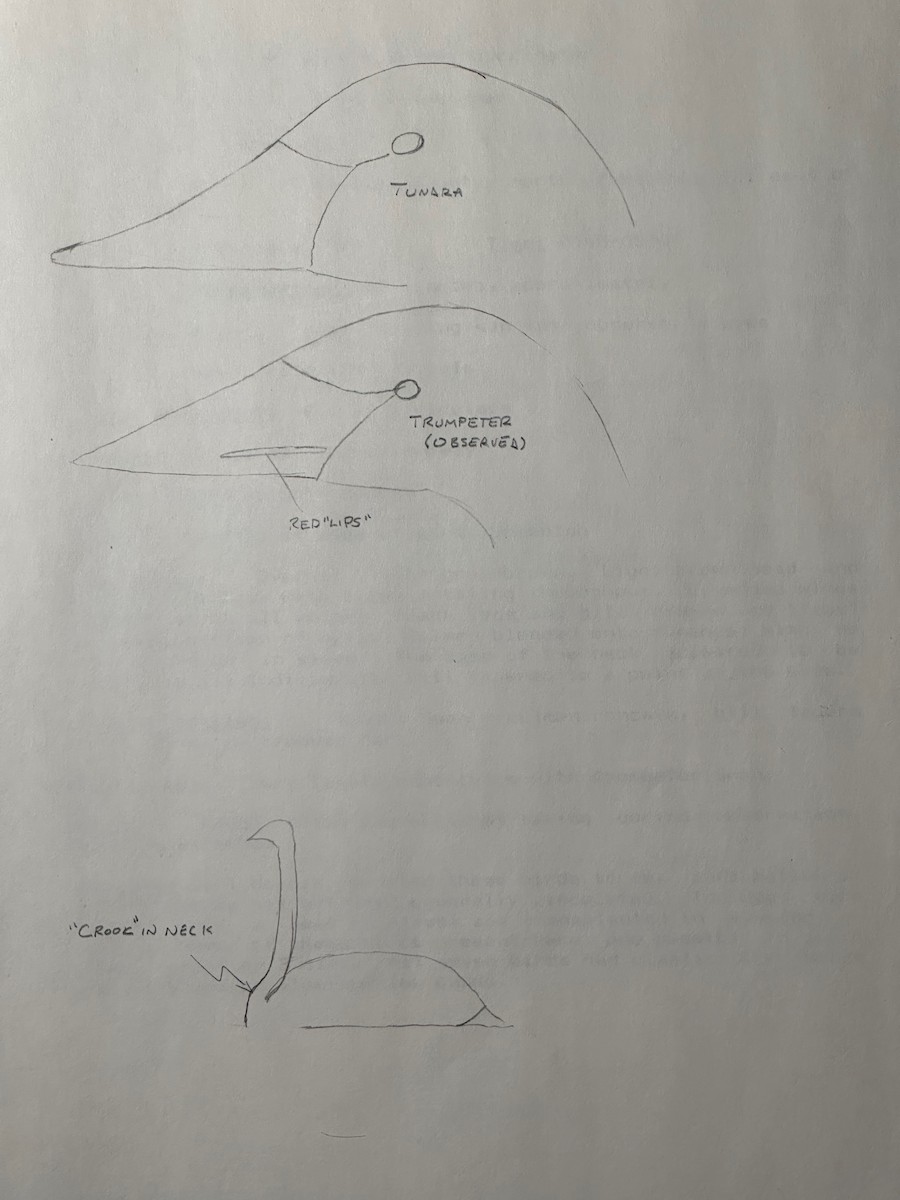 Trumpeter Swan - ML631649754