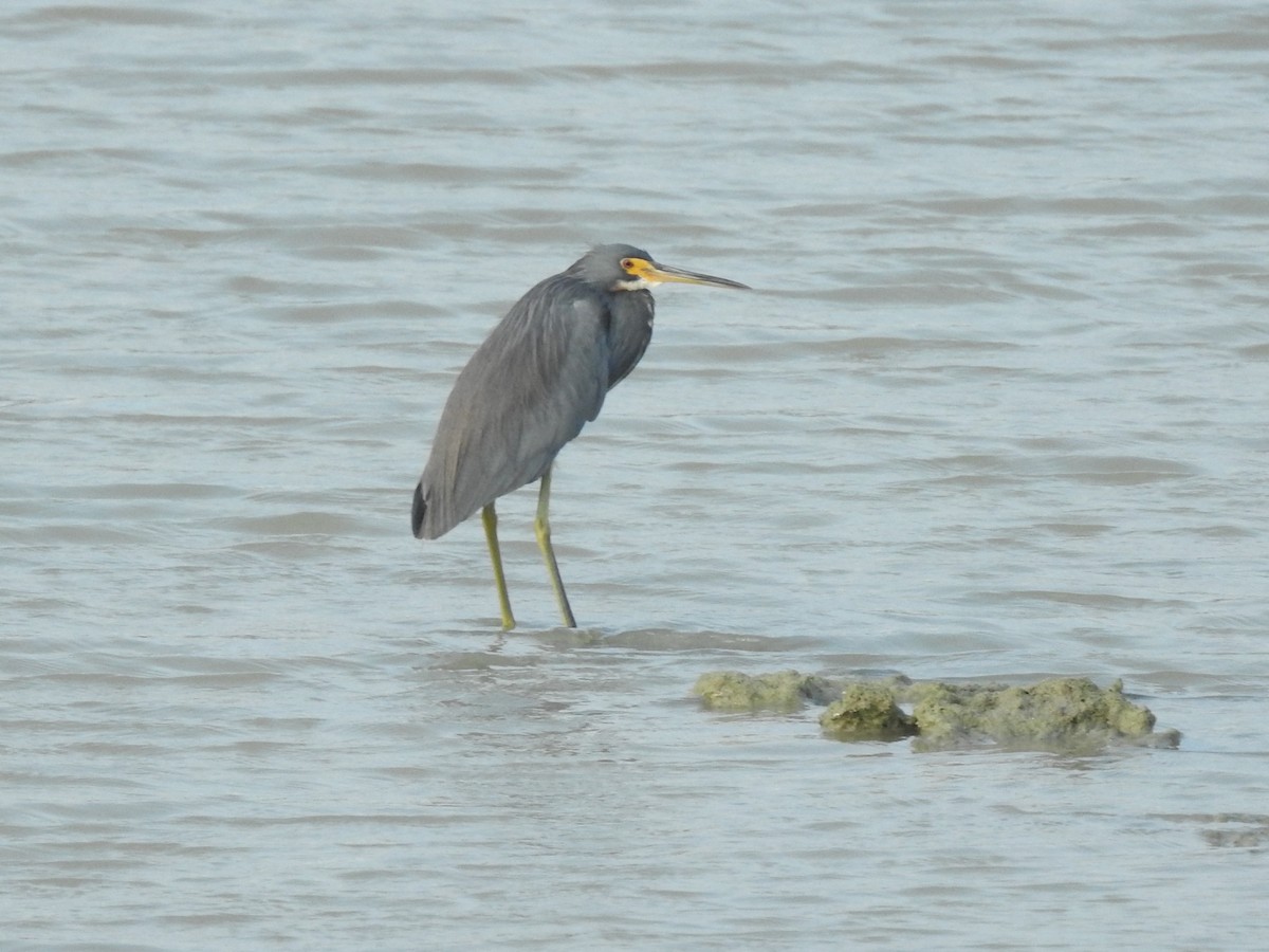 Tricolored Heron - ML631649760
