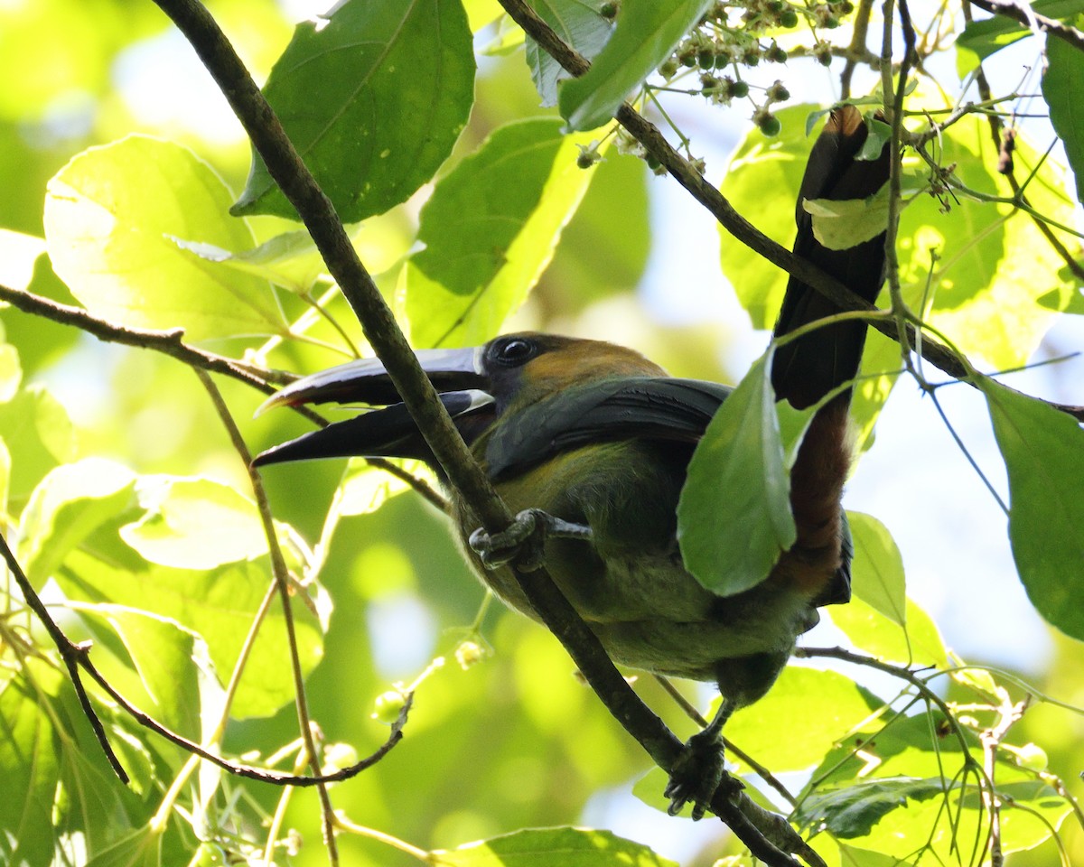 arassari smaragdový - ML631649765